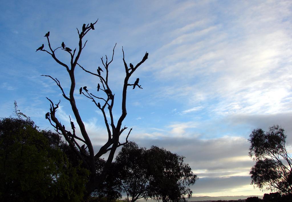 Austiny Bed And Breakfast Victor Harbor Exterior photo